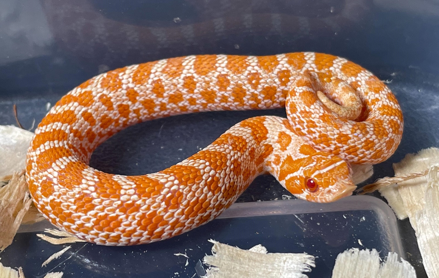 2022 Male Extreme Red Albino Western Hognose by Hognose Queen LLC
