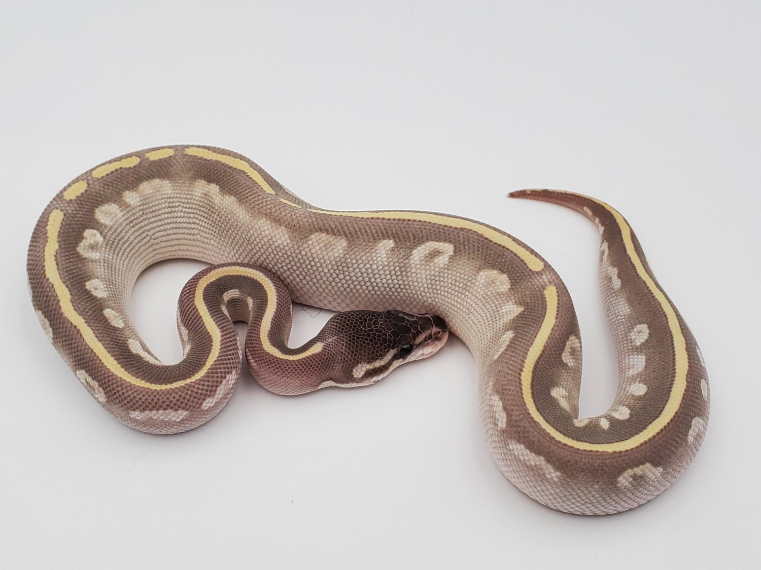 Purple Passion Ball Python by Colorado Cold Bloods - MorphMarket