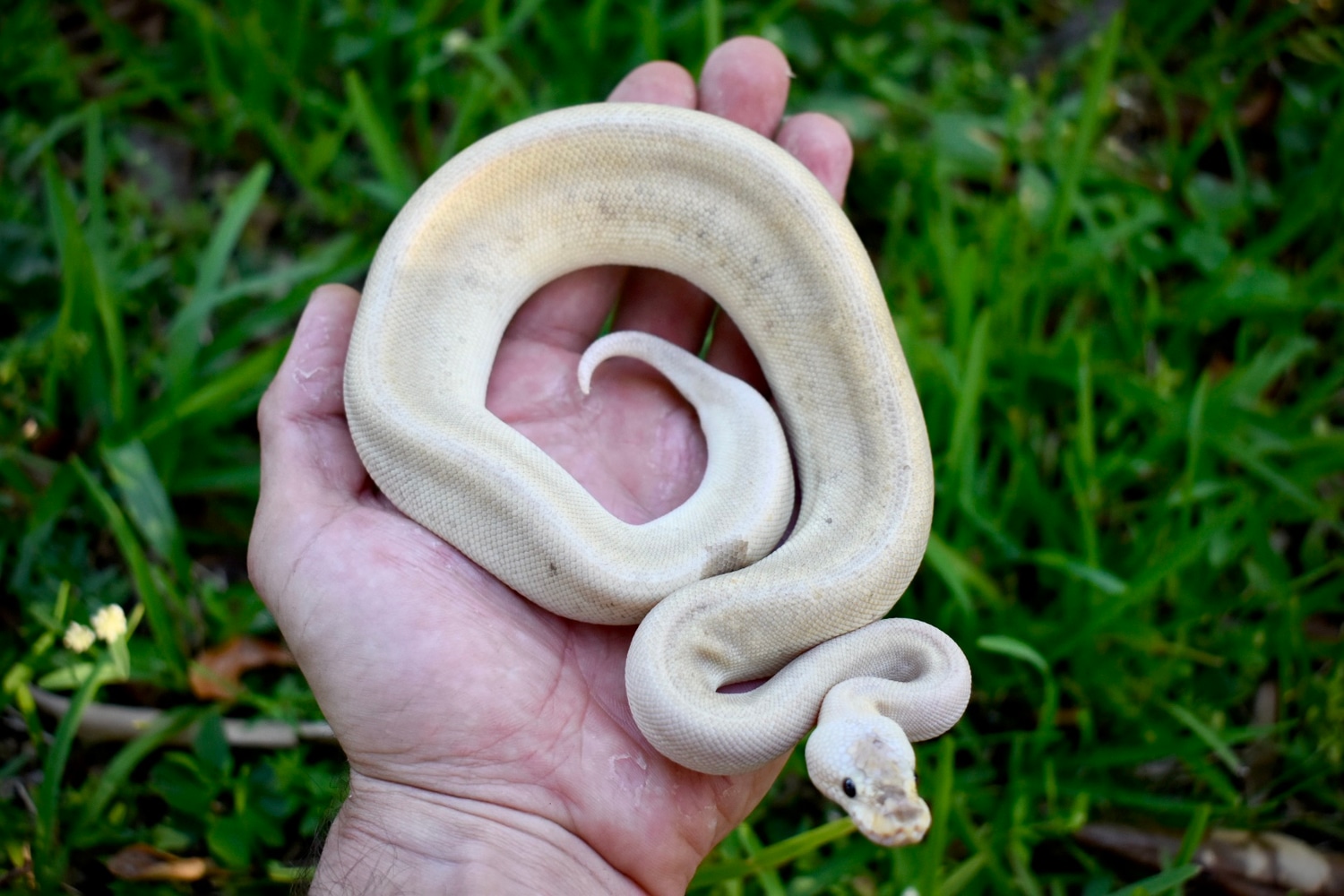 HRA Champagne Pastel Ball Python by Scales prevail MorphMarket