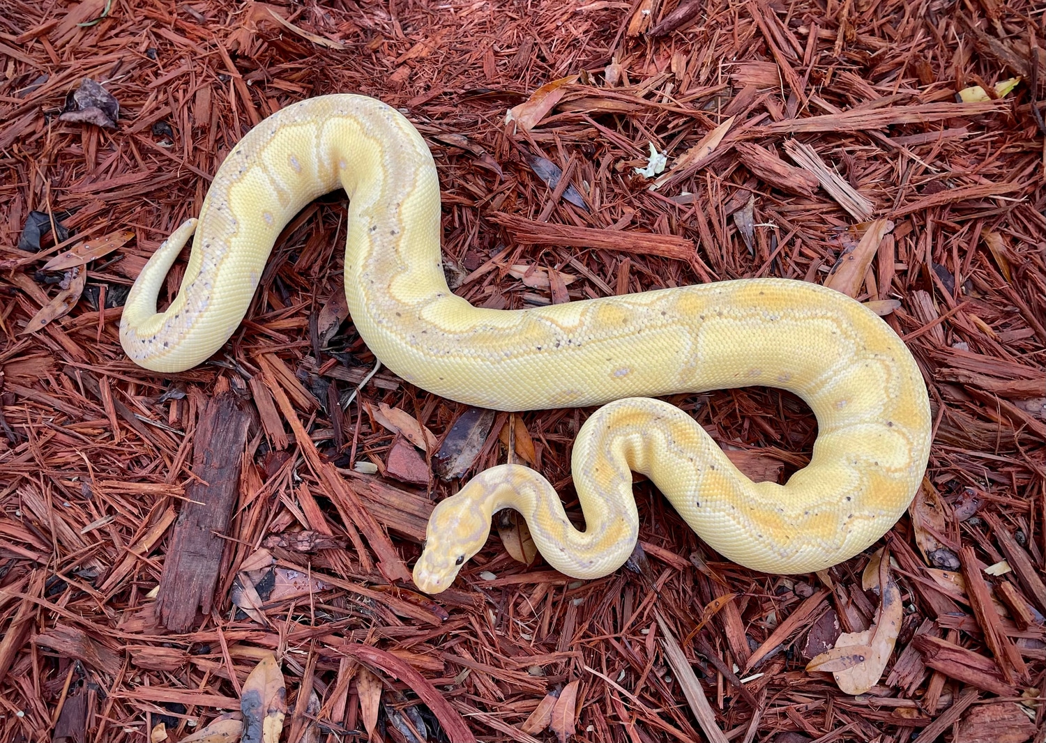 Breeder Banana Clown Male Ball Python by Scales prevail MorphMarket