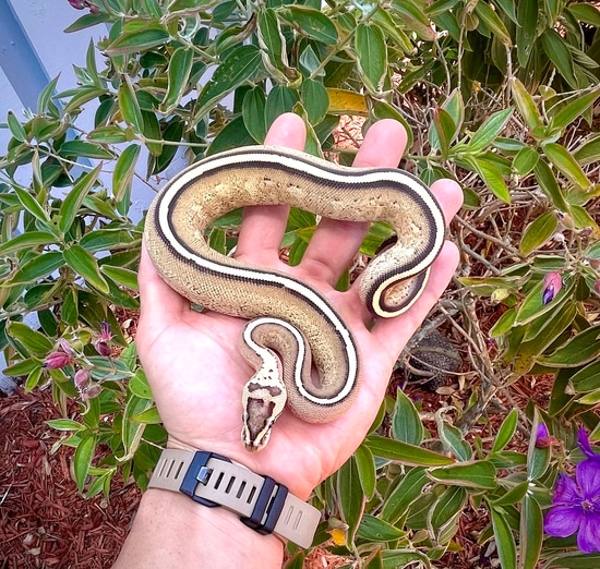 Superstripe Het True Ghost Ball Python by Scales prevail