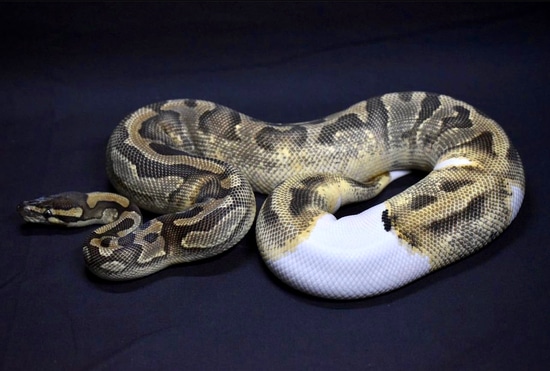 *Proven* !FREE SHIPPING! Enchi Pied Female Ball Python by Scales prevail