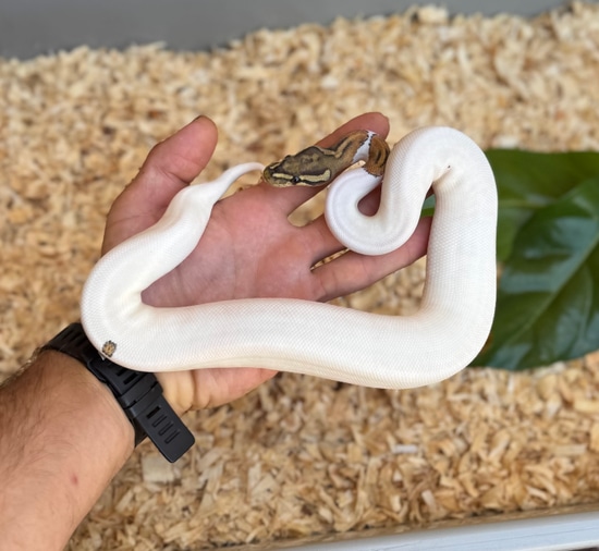 Pinstripe Hypo Pied Ball Python by Scales prevail