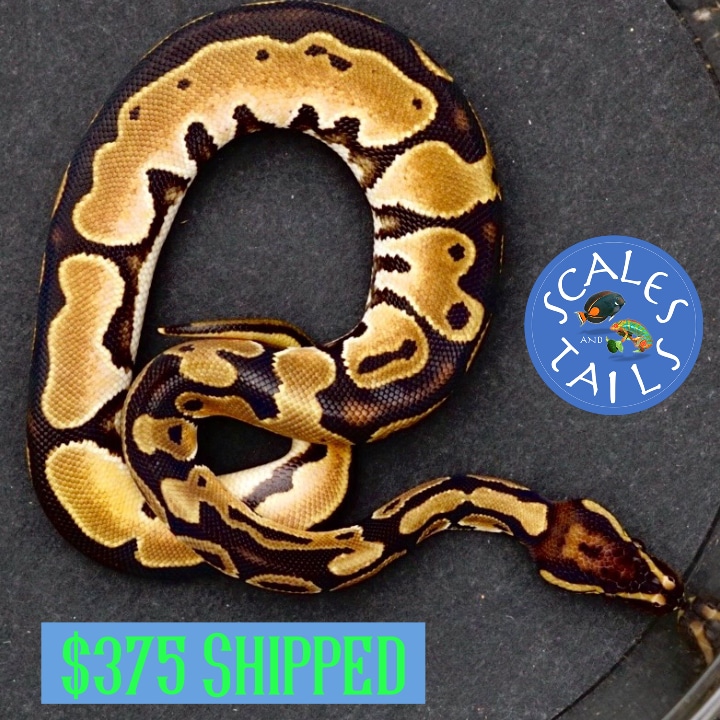 Orange Dream Calico Ball Python by Scales and Tails Daytona MorphMarket