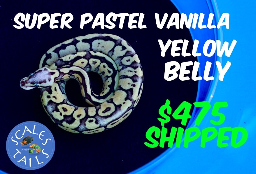 Super Pastel Vanilla Yellow Belly Ball Python by Scales and Tails