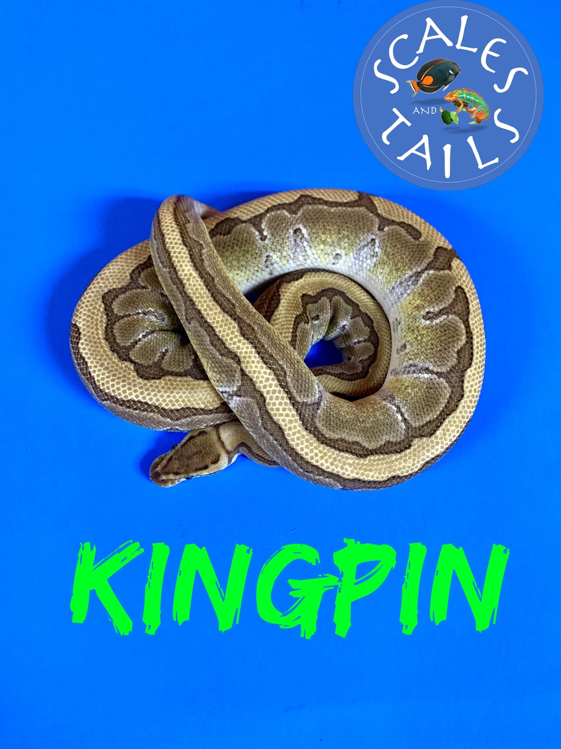 Kingpin Ball Python by Scales and Tails Daytona MorphMarket