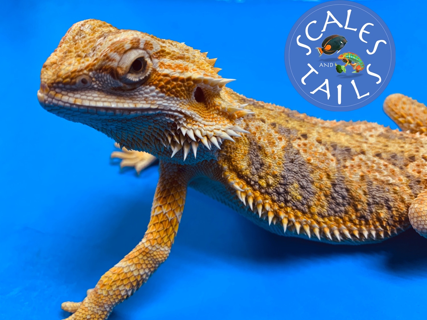 Hypo Leatherback Paradox Central Bearded Dragon by Scales and Tails