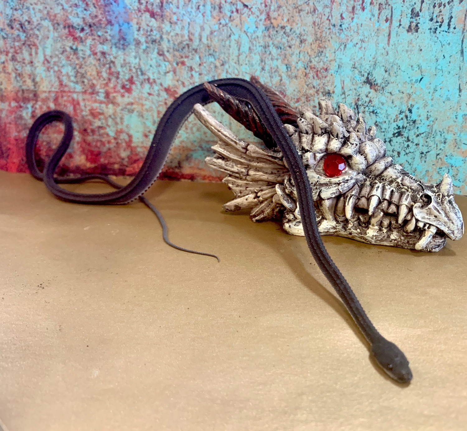 Dragon Snake Other Colubrid by Scales and Tails Daytona MorphMarket