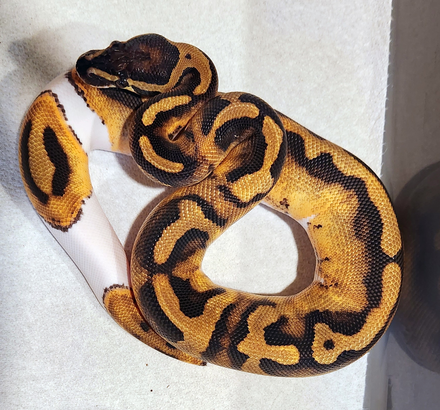 Female Pied Ball Python by Scales, Fins & Feathers - MorphMarket