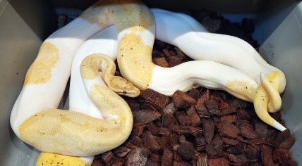 Banana Pied Ball Python
