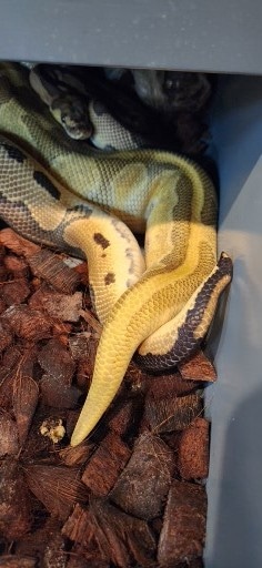 Butter Enchi 2020 Ball Python by Scales, Fins & Feathers - MorphMarket