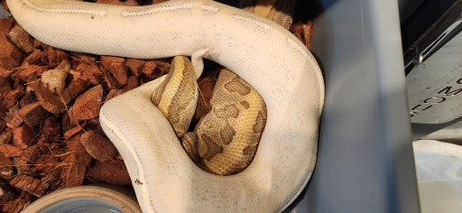 Ocelot Ball Python by Scales, Fins & Feathers