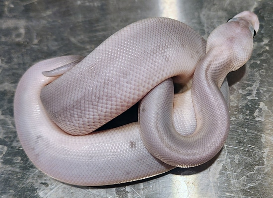 Super Pewter Ball Python by Scales, Fins & Feathers