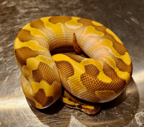 Crypton, Enchi, Butter Ball Python by Scales, Fins & Feathers