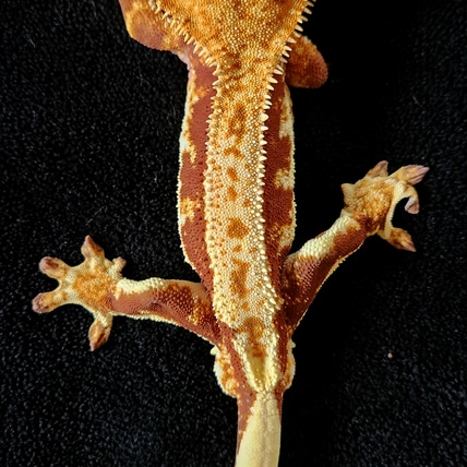 Red Lilly White Crested Gecko