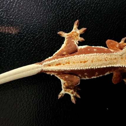 Empty Back, Fire Red Lilly White Crested Gecko