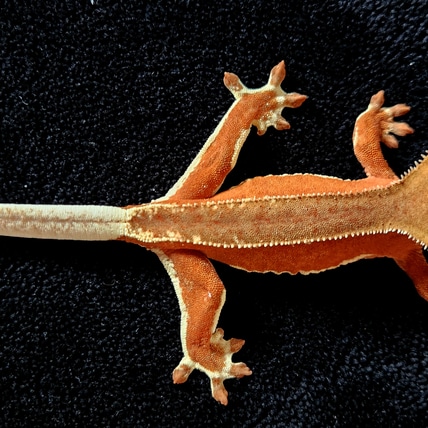 Phantom Red Lilly White Crested Gecko