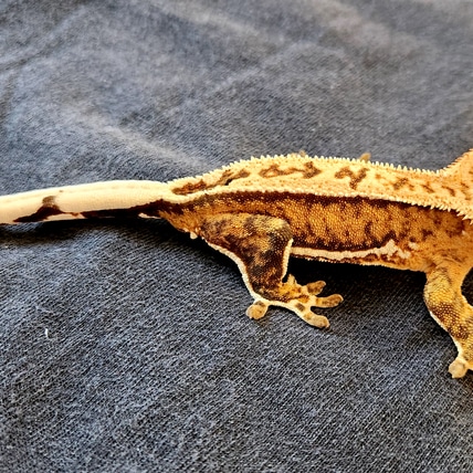 Unique Phantom Pinstripe Crested Gecko