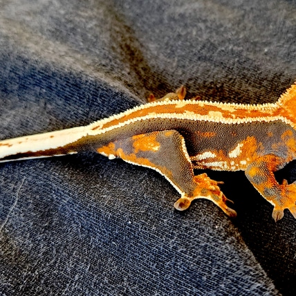 Outstanding Empty Back, Tri-Color, Pinstripe Crested Gecko