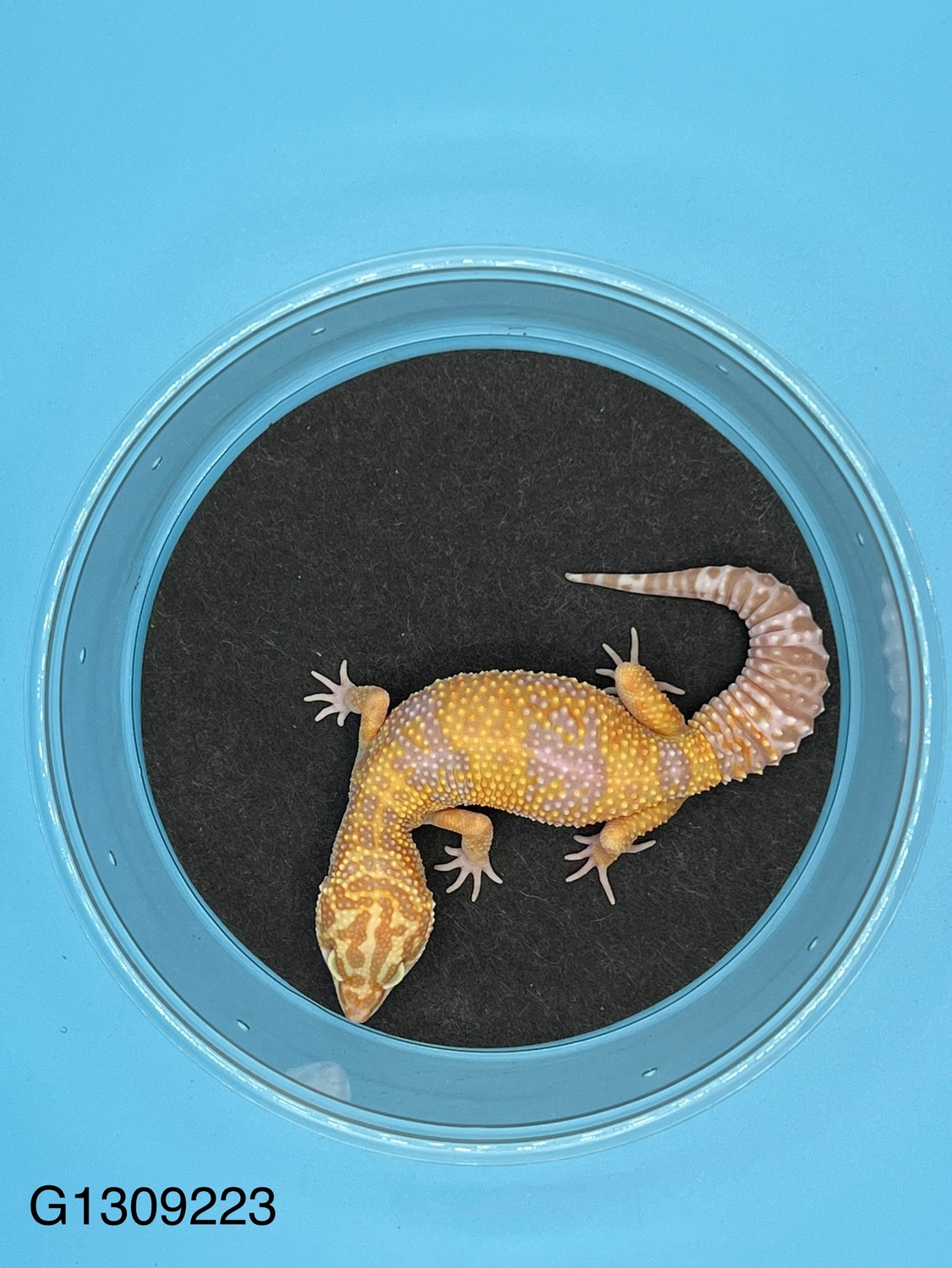 Mandarin Tangerine Tremper Albino Het Super Giant Albino Leopard Gecko