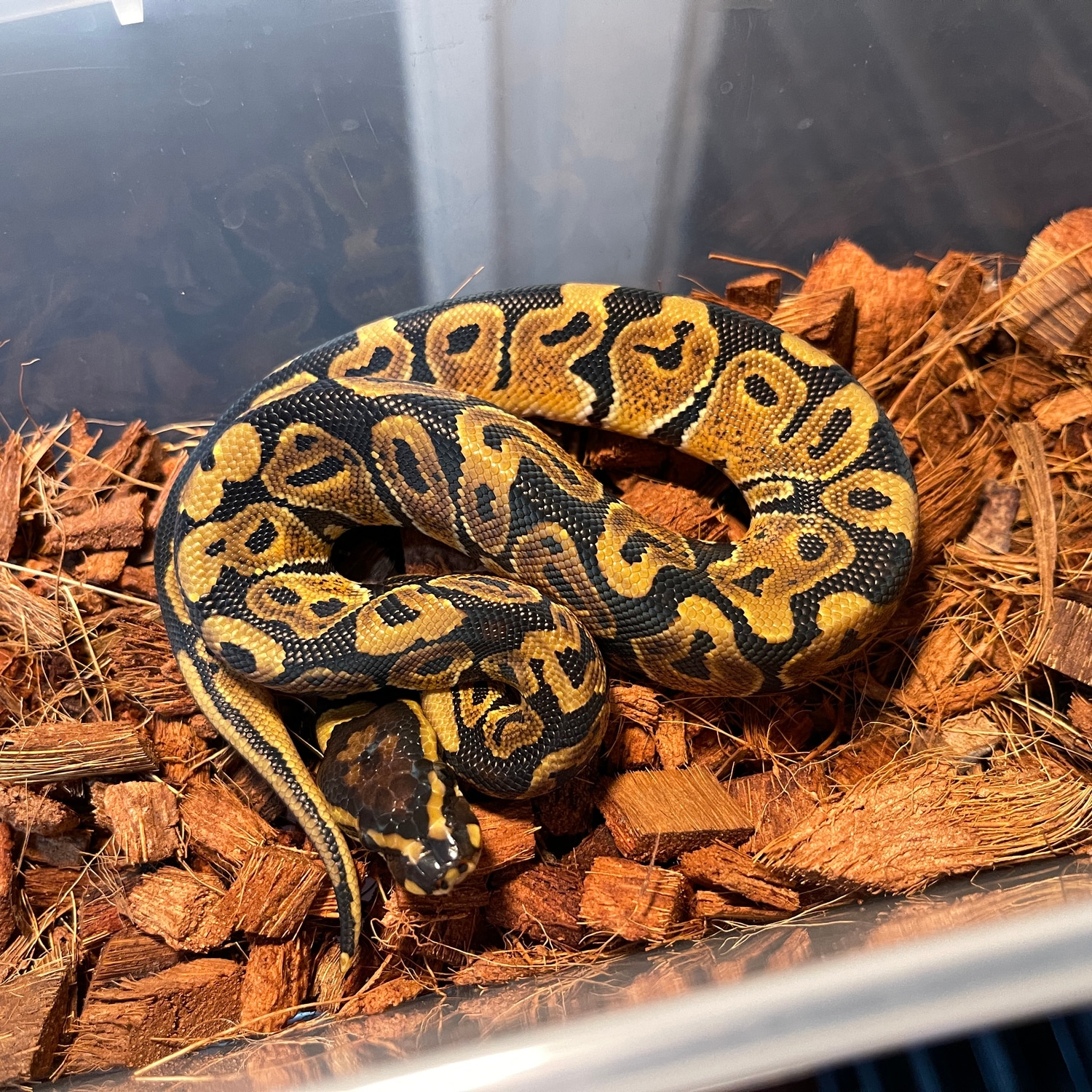 100 Het Candy Ball Python by Scalez Exoticz MorphMarket