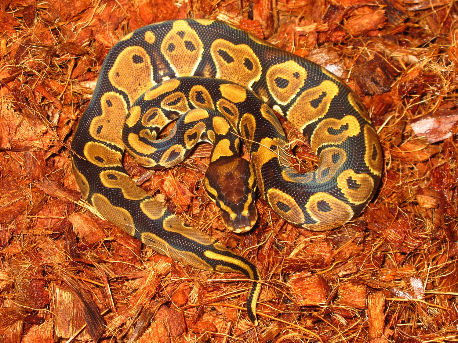 100% Het Candy Ball Python by Scalez Exoticz - MorphMarket