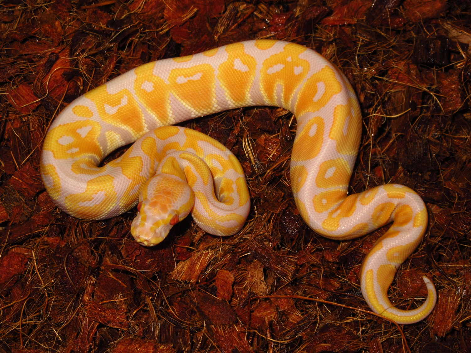 Candy Ball Python by Scalez Exoticz MorphMarket