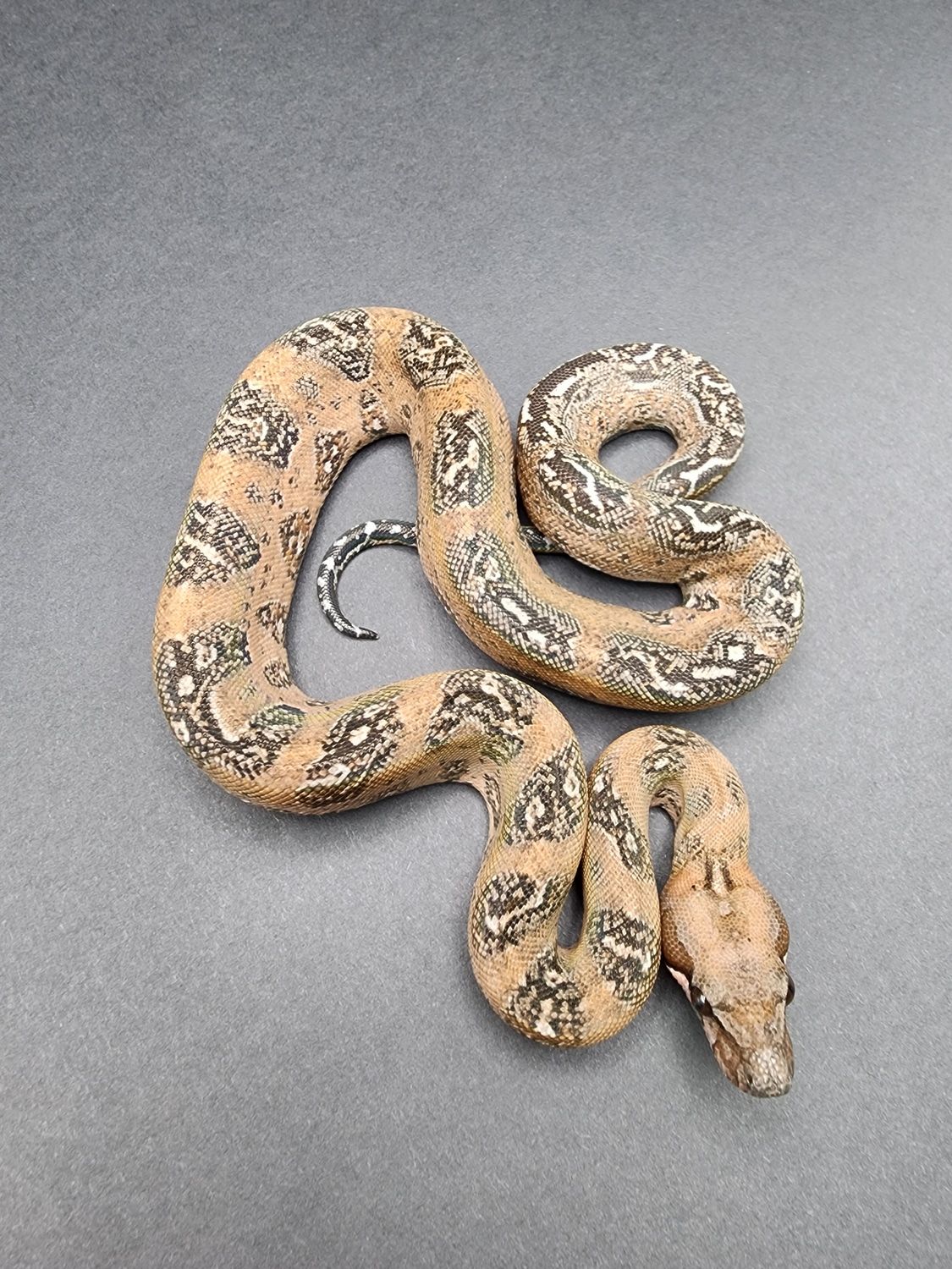 Pure Hypo Sonoran Leopard Boa Boa Constrictor by Stephen Richardson Herpetoculture MorphMarket