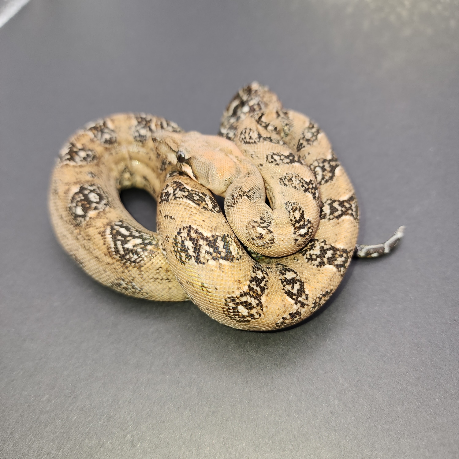 Pure Sonoran Leopard Boa Boa Constrictor by Stephen Richardson Herpetoculture MorphMarket