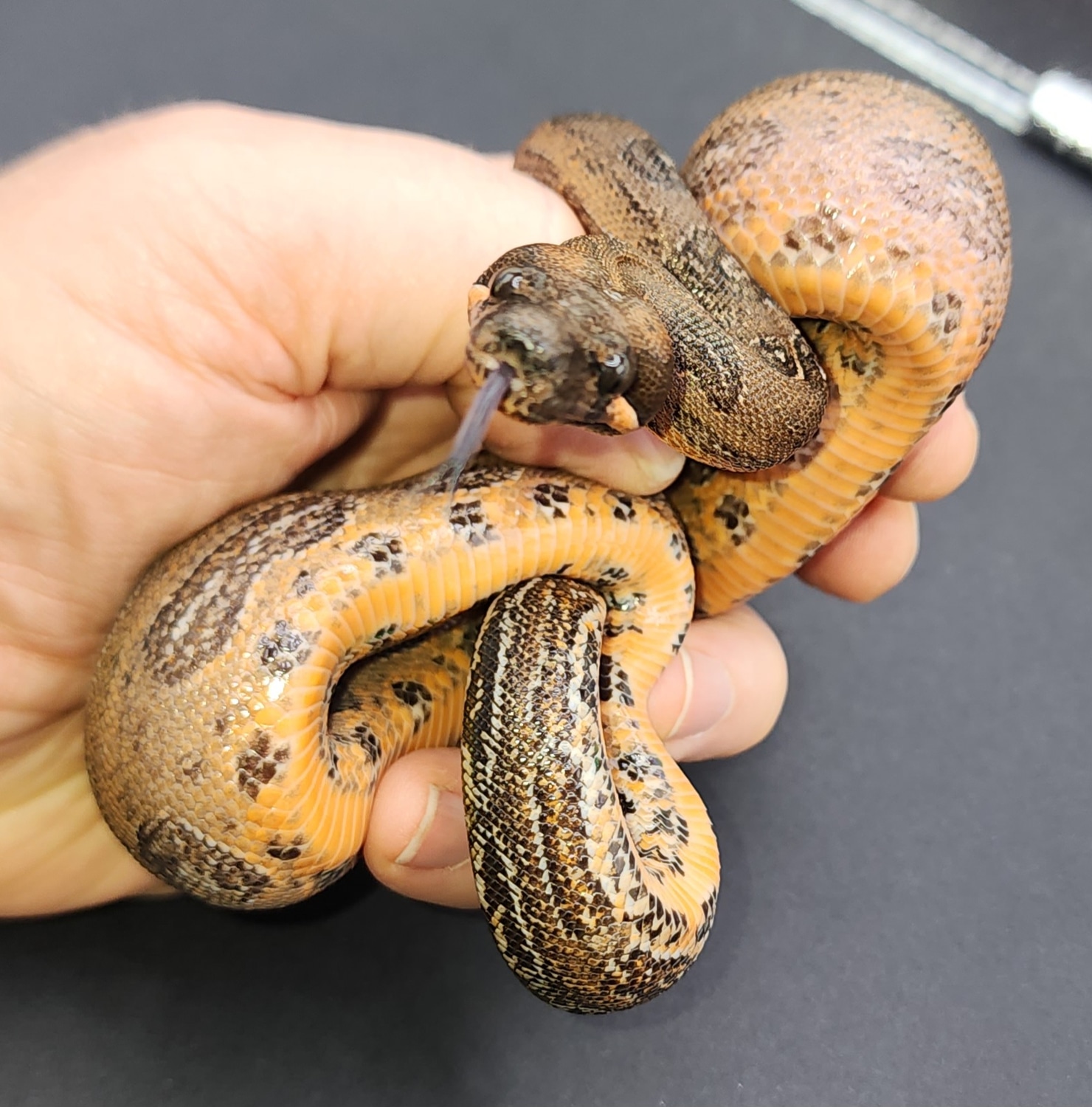Pure Sonoran Leopard Boa Boa Constrictor by Stephen Richardson
