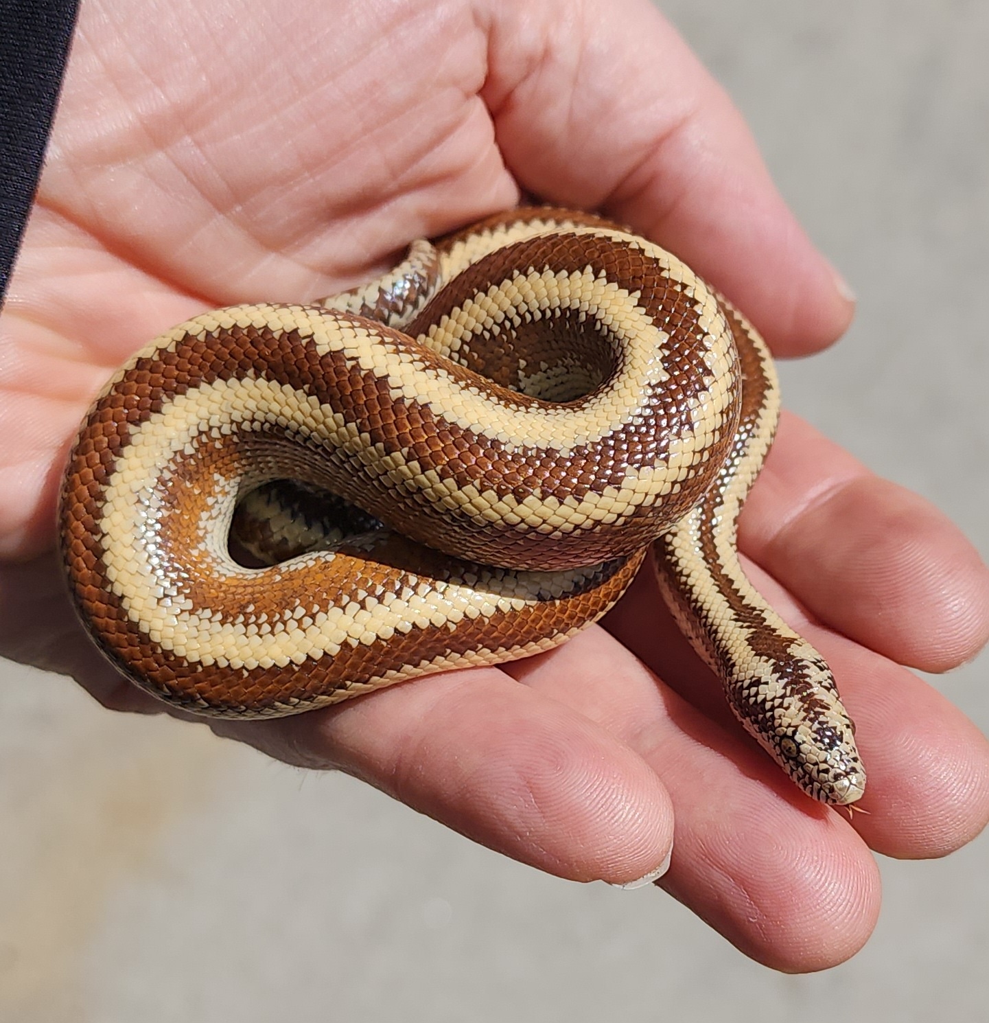 Harquahala Rosy Boa by Stephen Richardson Herpetoculture MorphMarket