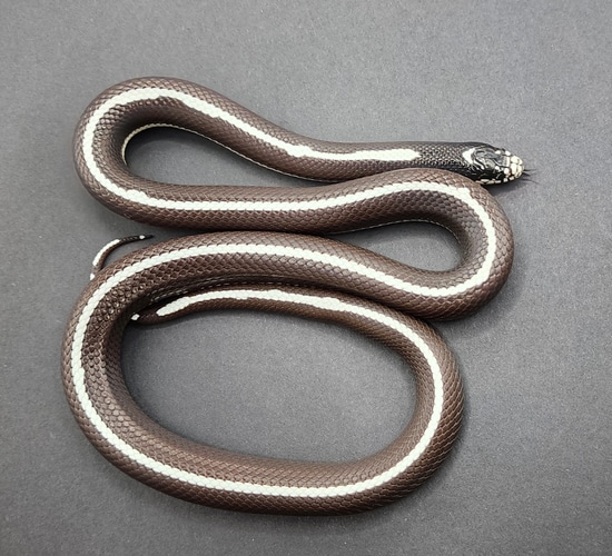 Scissors Crossing Kingsnake California Kingsnake by Stephen Richardson