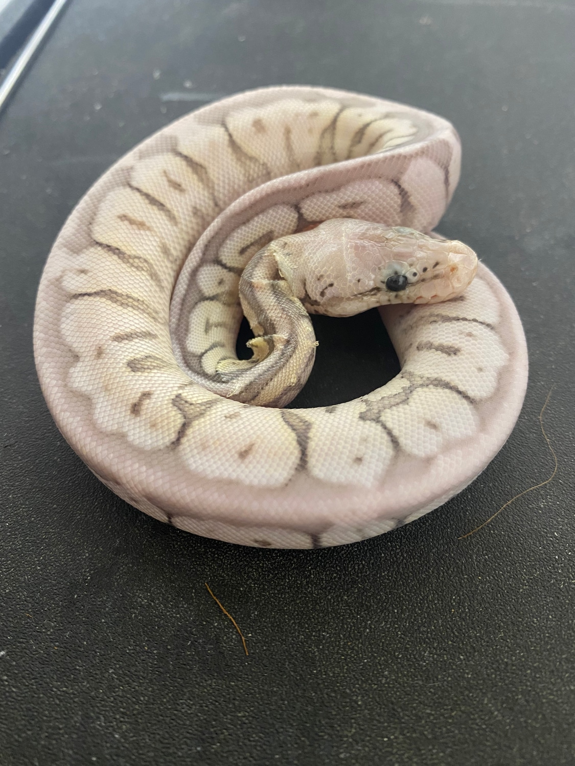 Sterling Bee Ball Python by CentralJerseyExotics - MorphMarket