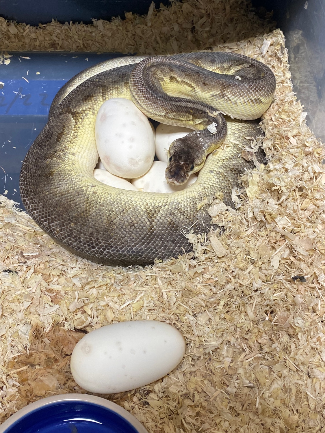 Sterling PB Ball Python by CentralJerseyExotics - MorphMarket