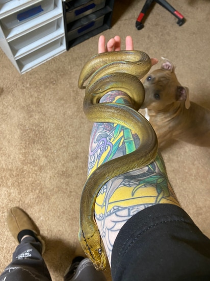Ogs Tiger Reticulated Python Platinum Goldenchild Het OGS Reticulated Python by CentralJerseyExotics