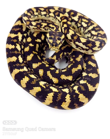 Ocelot Jungle X Coastal Other Carpet Python by Scattershot Exotics