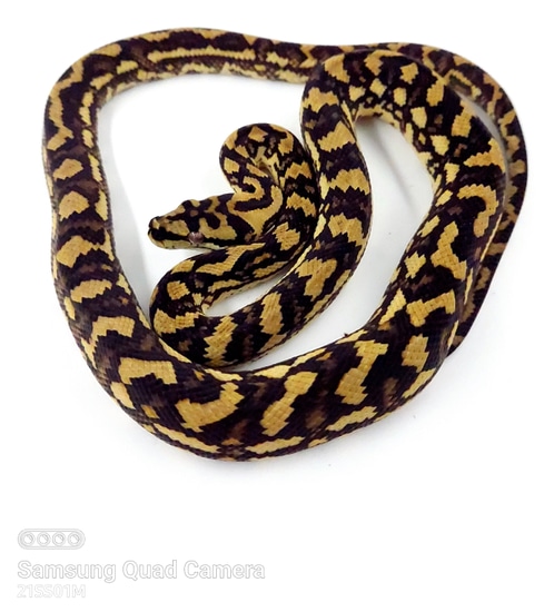 Ocelot Line Jungle X Coastal Other Carpet Python by Scattershot Exotics