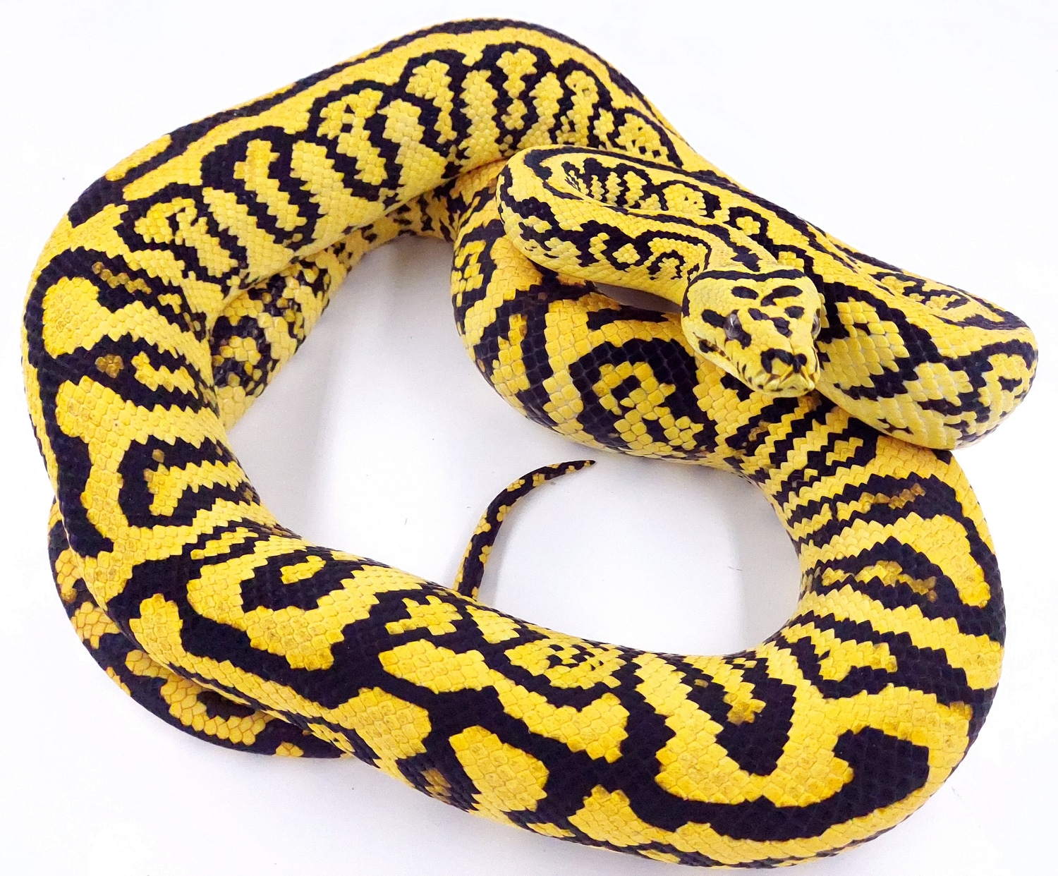 Jungle X Coastal Ocelot Jaguar Other Carpet Python by Scattershot