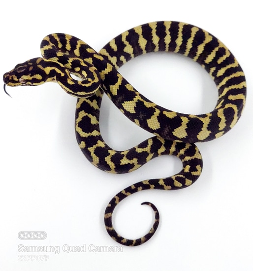Wow X Mojo Jungle Jungle Carpet Python by Scattershot Exotics