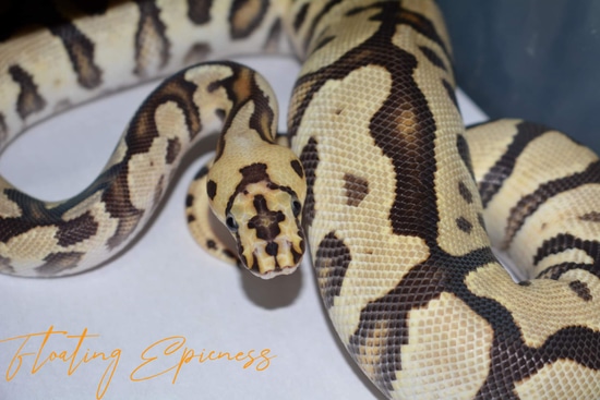 Spotnose Fire Clown Ball Python by SCConstrictors