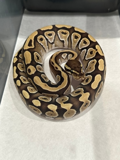 Mojave Ball Python by Nick Schanke Reptiles