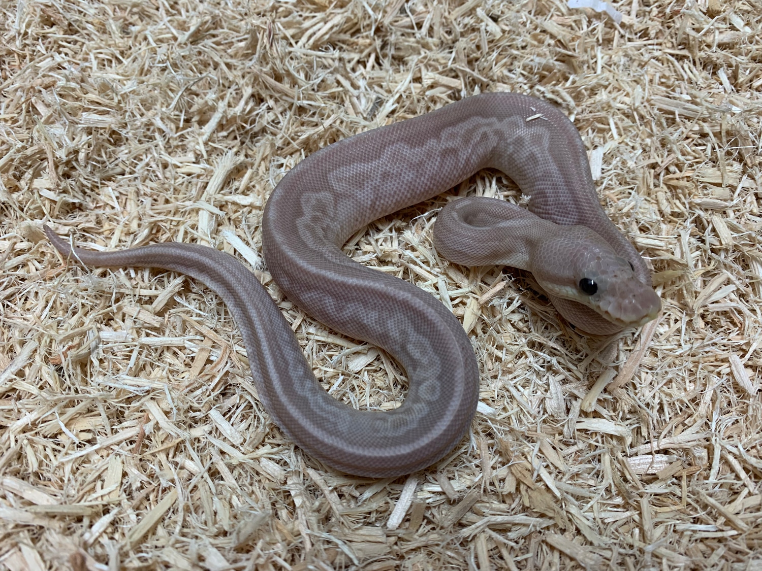 Banana Gargoyle Ball Python by Python MorphMarket