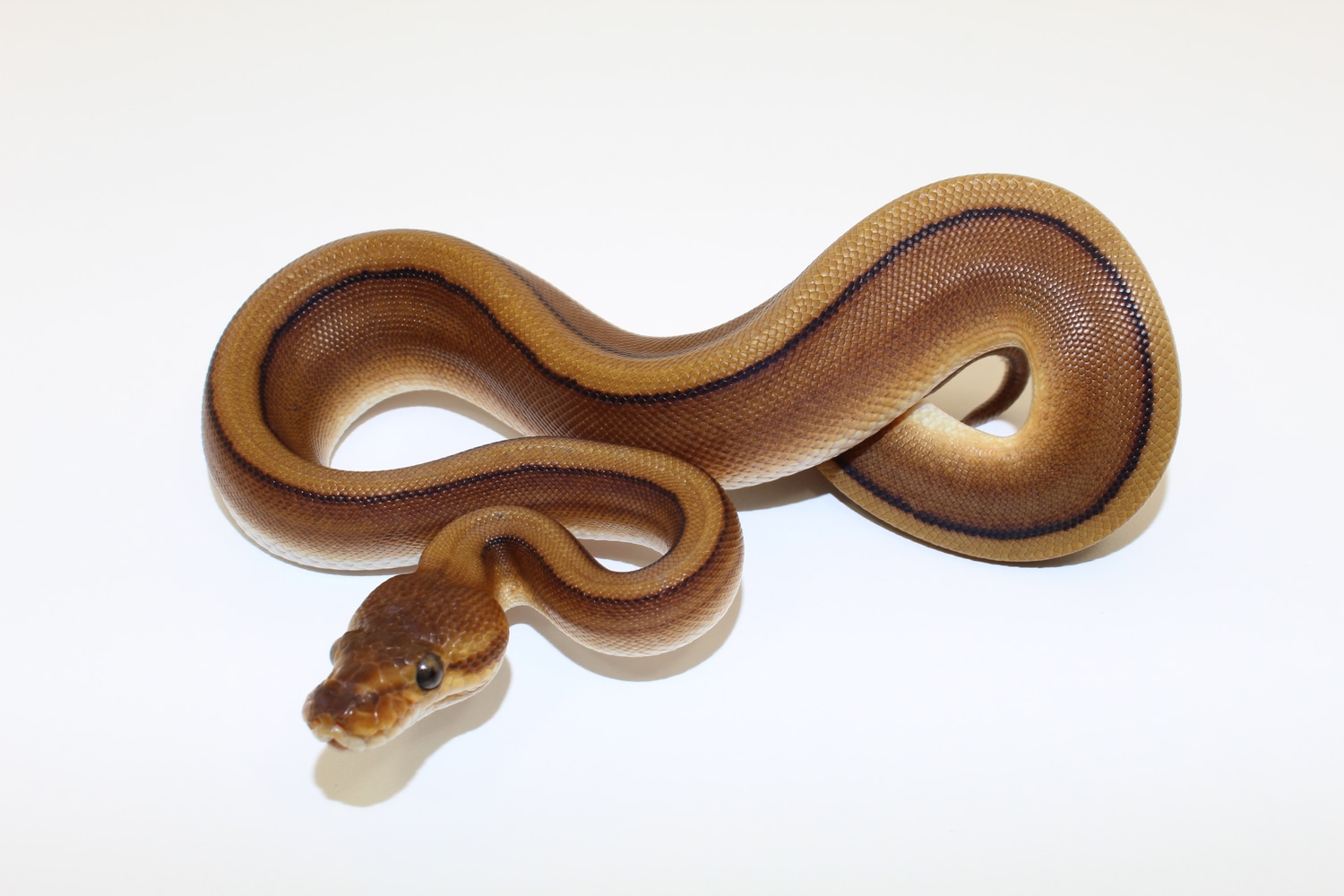 Redstripe Genetic Stripe Het Hypo Ball Python by Planet Python ...
