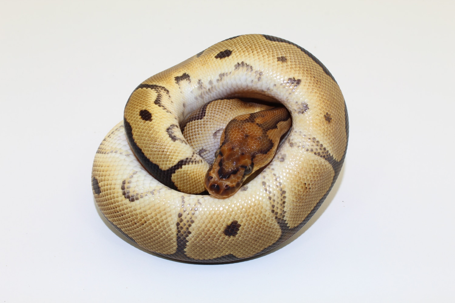 Blade Clown Ball Python by Planet Python - MorphMarket
