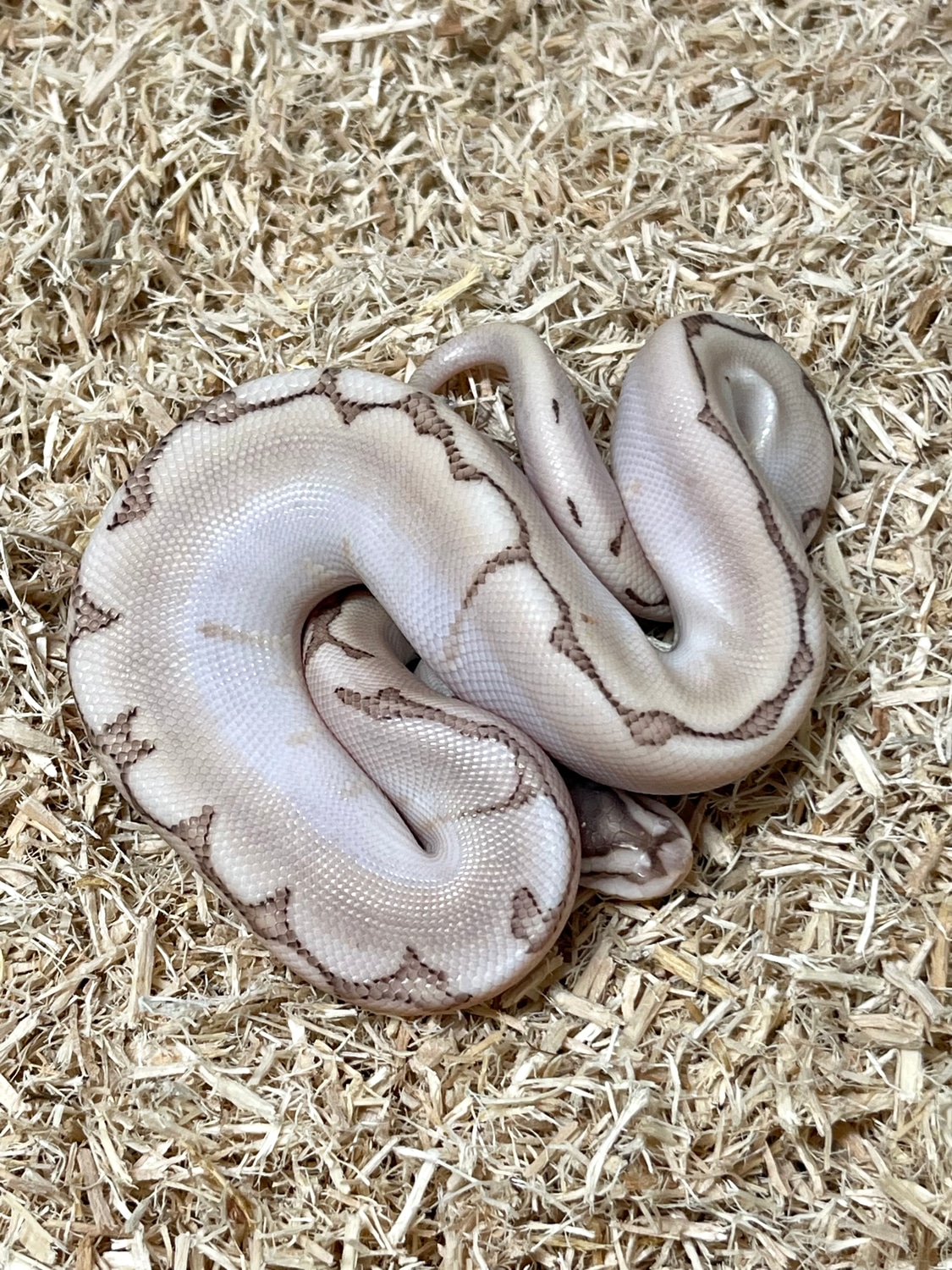 Bamboo Leopard Spider Ball Python By Planet Python Morphmarket Usa