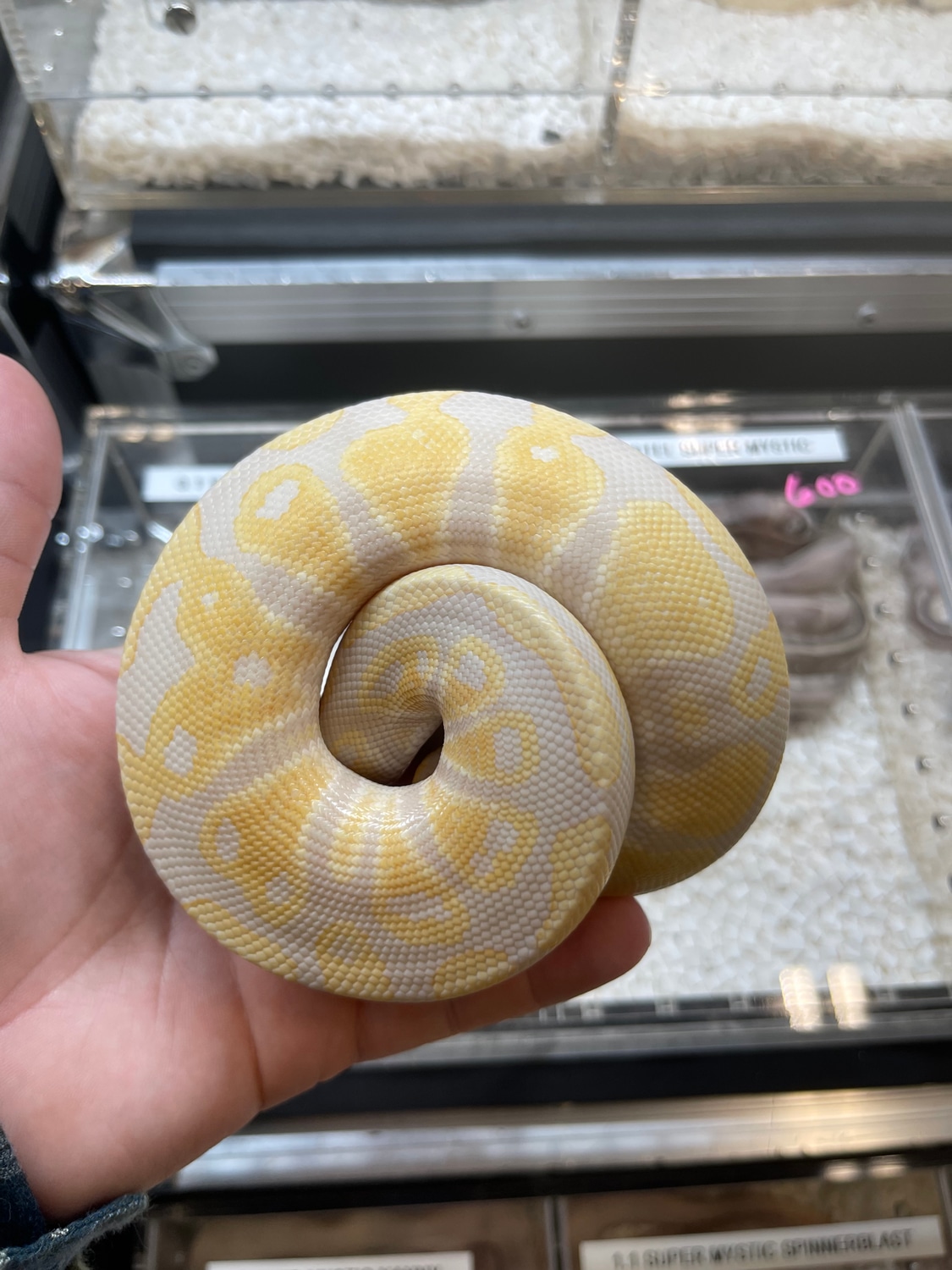 Lavender Albino Ball Python by Planet Python - MorphMarket