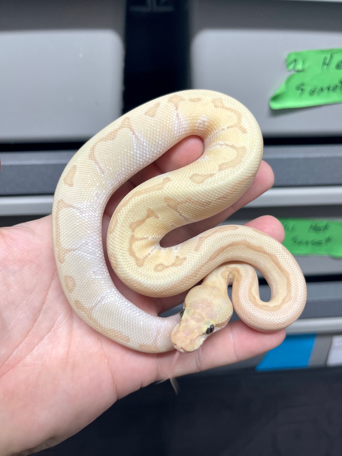 Banana Enchi Kingpin Ball Python by Python MorphMarket