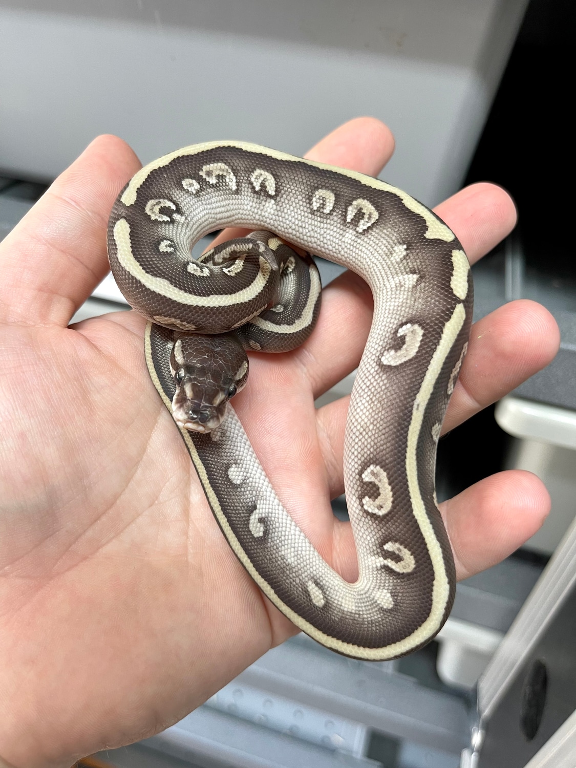 Super Mystic Ball Python by Planet Python - MorphMarket