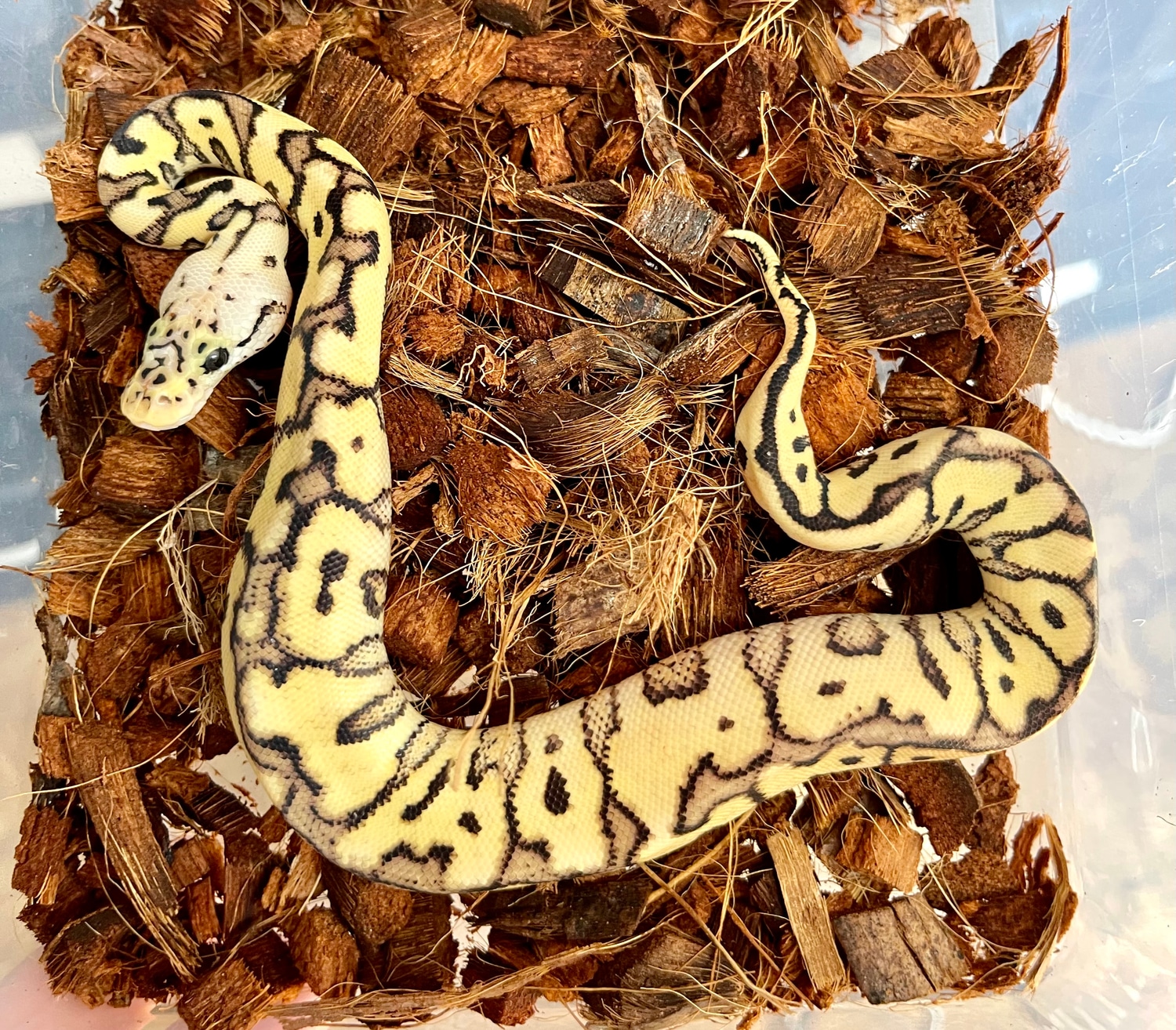 Pastel Spotnose Clown Ball Python by Planet Python - MorphMarket