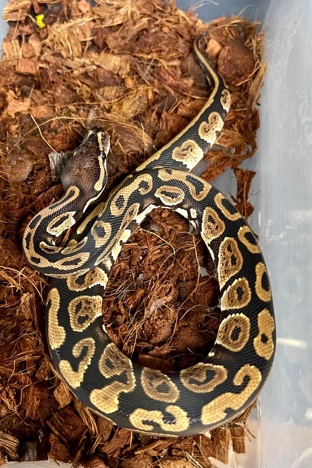 Nanny Het Desert Ghost Ball Python by Planet Python - MorphMarket